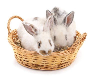 iki tavşan sepet içinde.