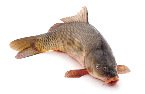 Stora färska karp. — Stockfoto