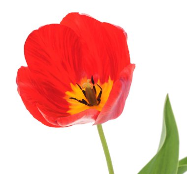 bir kırmızı lale.