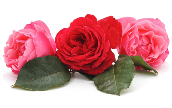 Tři červené růže. — Stock fotografie