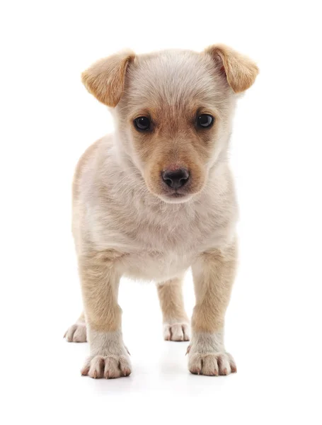 Pequeño cachorro blanco . — Foto de Stock