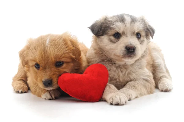 Kalp ile iki kahverengi puppys.