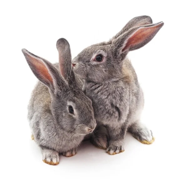 İki gri tavşan. — Stok fotoğraf