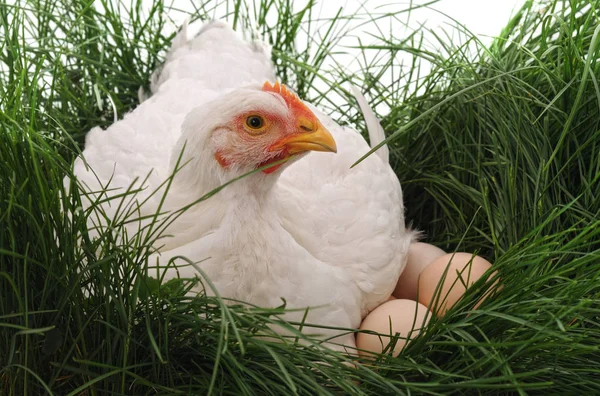 White chicken on grass.
