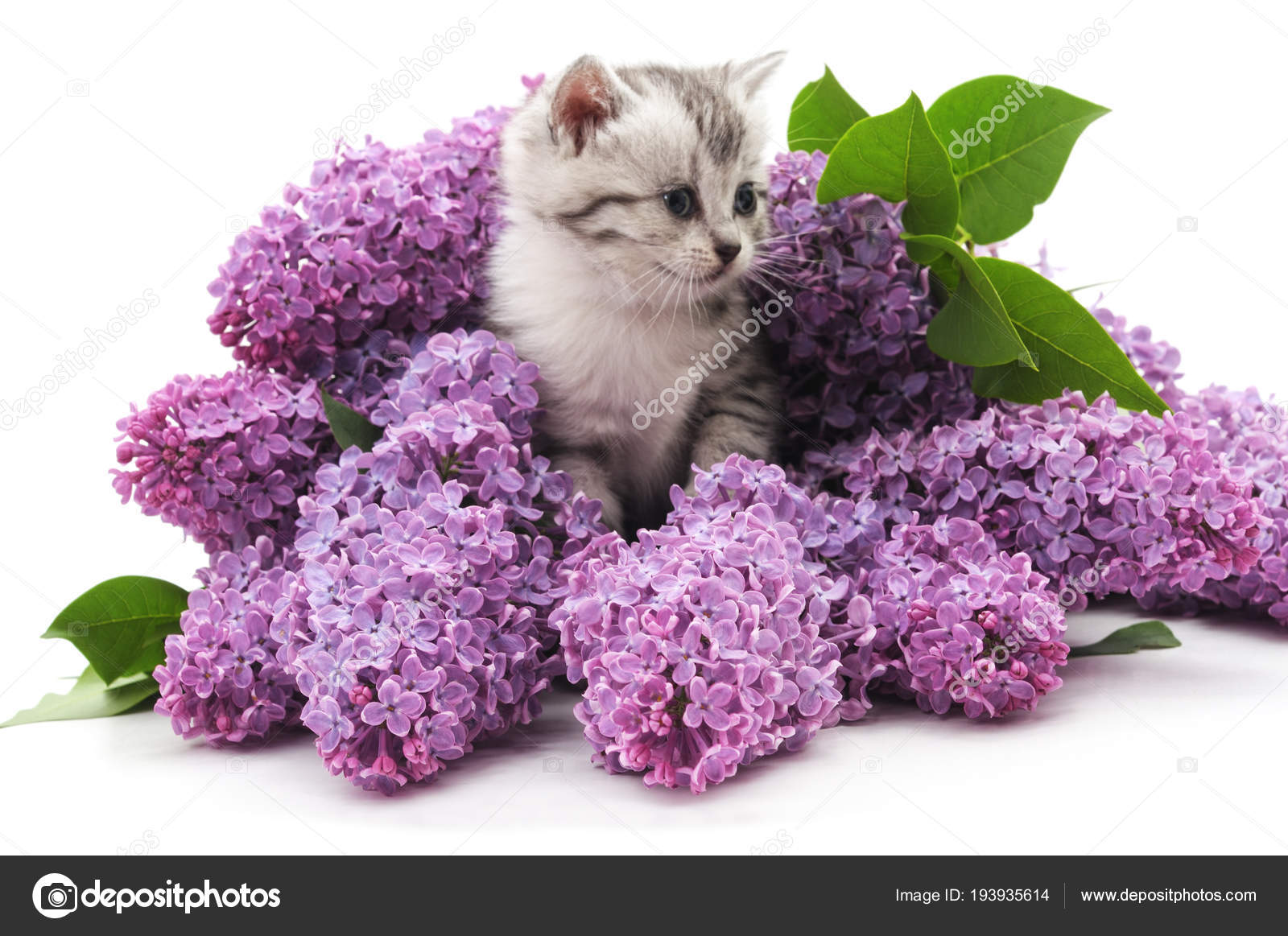 Gatto E Fiori Foto Stock Voren1 193935614