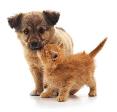 yavru kedi ve köpek yavrusu.