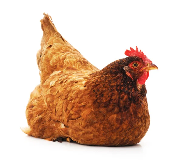 Young brown chicken. — Stock Photo, Image