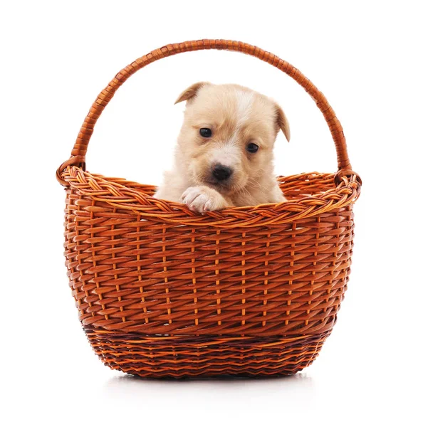 Pequeño cachorro en una cesta . — Foto de Stock