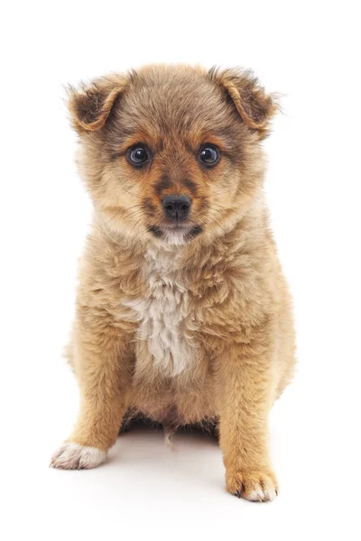 Un piccolo cucciolo marrone . — Foto Stock