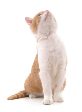 Bakmış kedi.