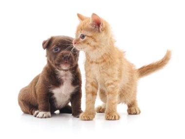 yavru kedi ve köpek yavrusu.