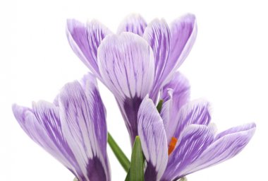 Üç mor çiğdemler.