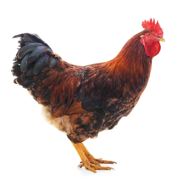 Una polla roja . —  Fotos de Stock