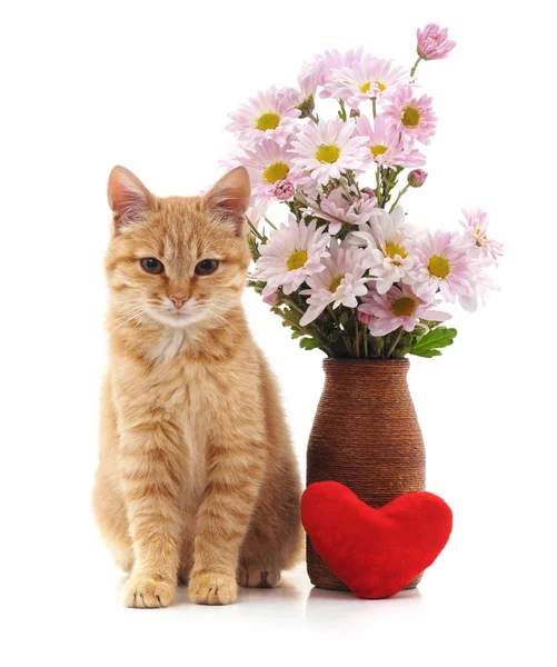 Kitten with chamomile. — Stock Photo, Image