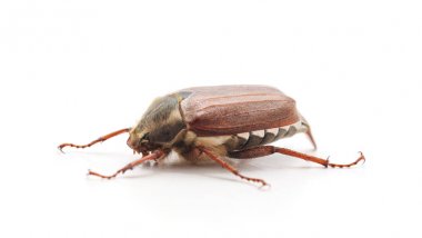 Bir kahverengi böceği.