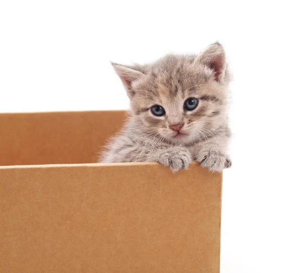 Kedi için bir kutu içinde. — Stok fotoğraf