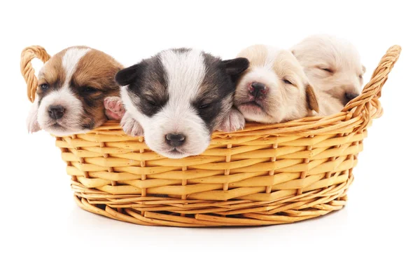 Four puppies in a basket.