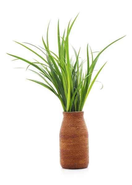 Green grass in a vase. — Stock Photo, Image