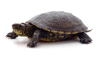 Vahşi siyah kaplumbağa.