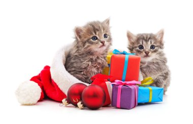 Noel Baba şapkalı kedi yavruları..