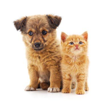 yavru kedi ve köpek yavrusu.