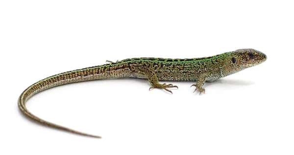 One green lizard. — Stock Photo, Image