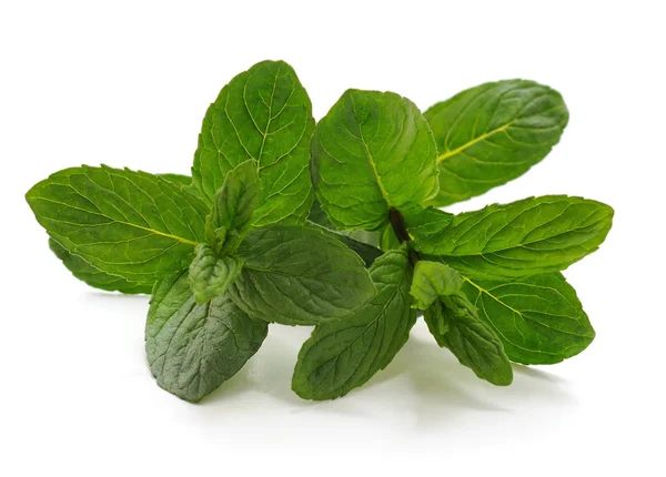 Daun mint hijau . — Stok Foto