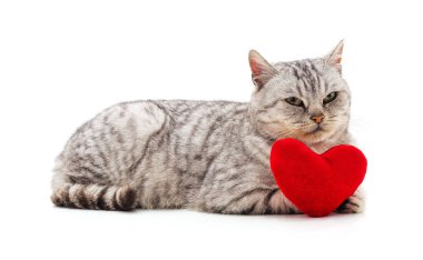 Kedi oyuncak kalp ile.