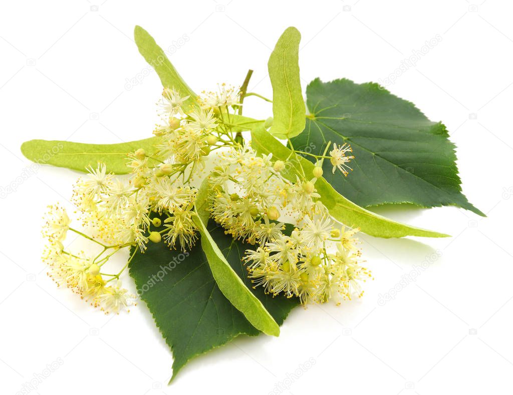 Linden blossom with leaves.
