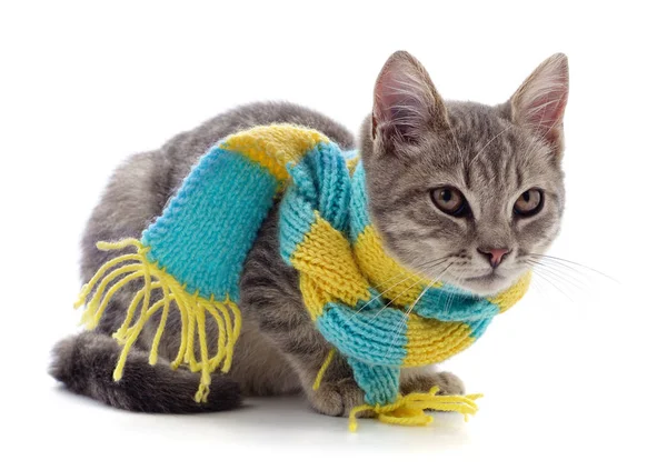 Gattino in sciarpa . — Foto Stock