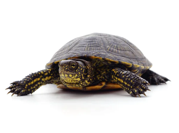Wilde zwarte schildpad. — Stockfoto