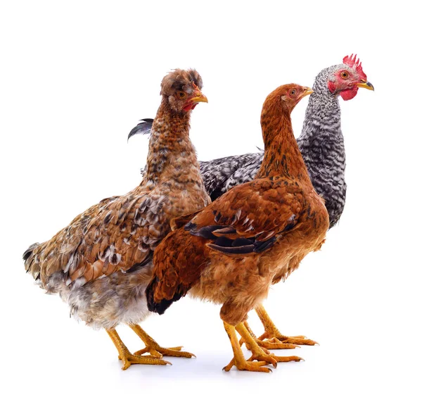 Gallo y dos gallinas . — Foto de Stock