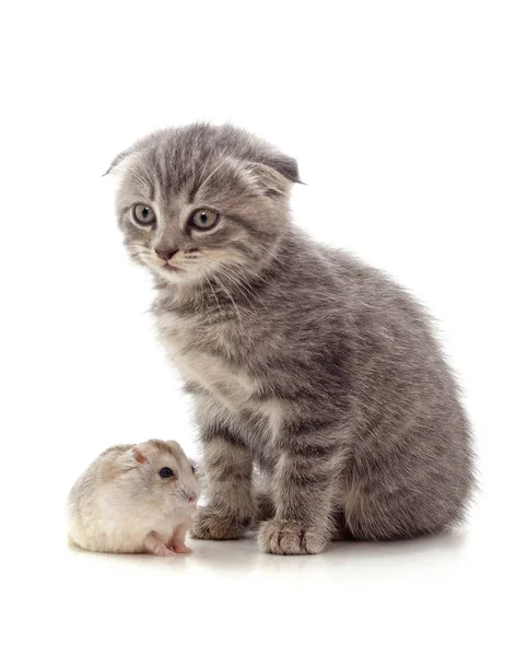 Gatinho e hamster . — Fotografia de Stock