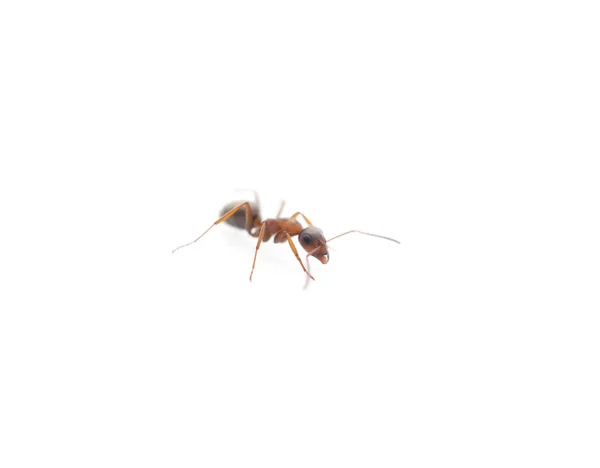 Eine kleine Ameise. — Stockfoto