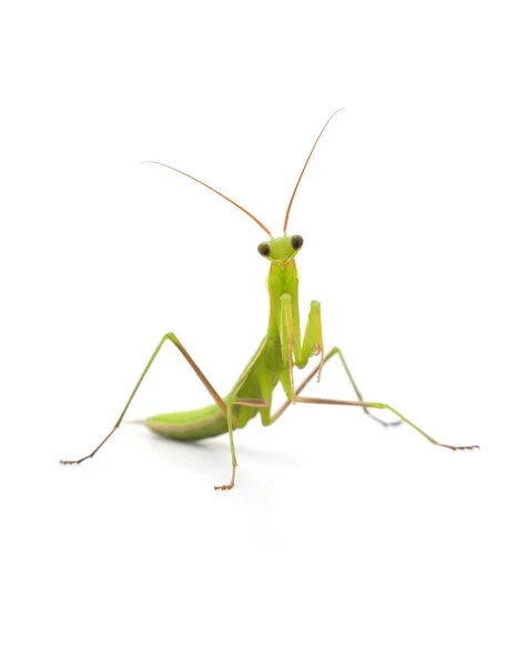 Mantis verde grande . — Foto de Stock