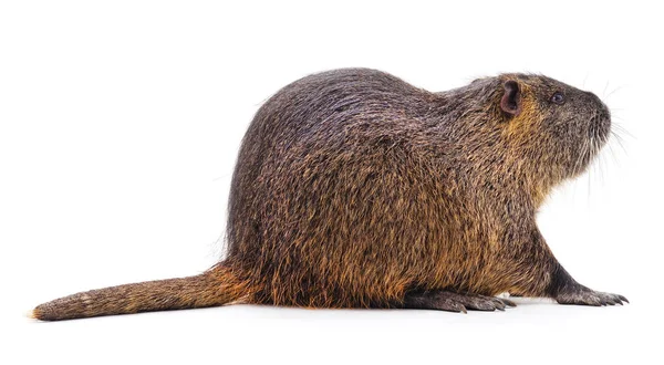 En stor nutria. — Stockfoto