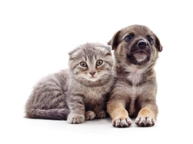 yavru kedi ve köpek yavrusu.