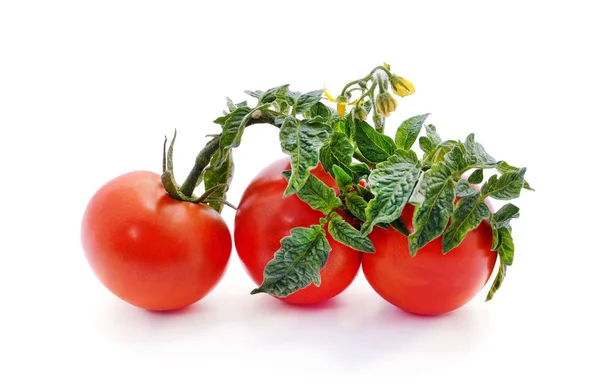 Red tomato vegetables. — Stock Photo, Image