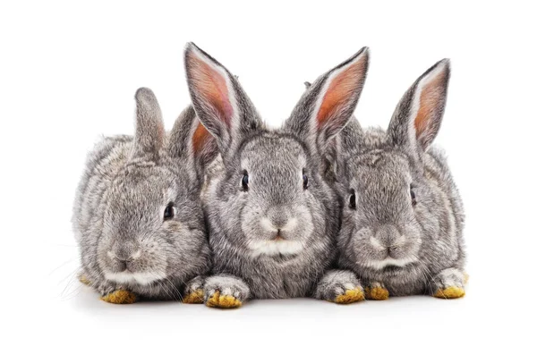 3 つの小さなウサギ. — ストック写真