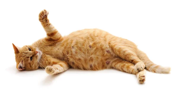 Bir hamile kedi.