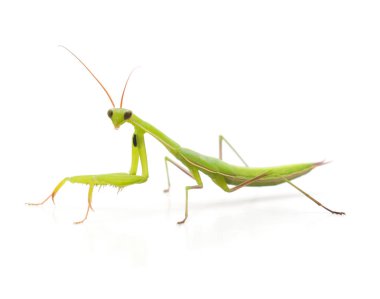 Large green mantis. clipart