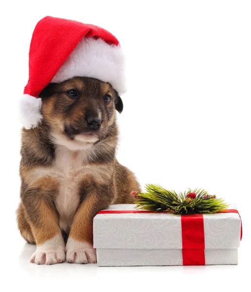 Собака в рождественской шляпе. — стоковое фото