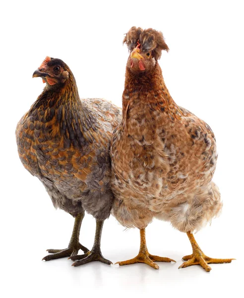 Deux poulets bruns . — Photo