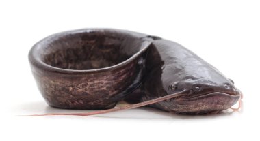 Bir vahşi yayın balığı.