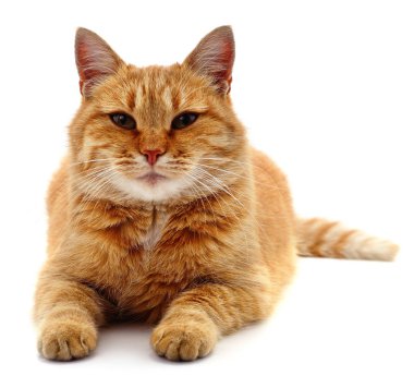 güzel kırmızı kedi.