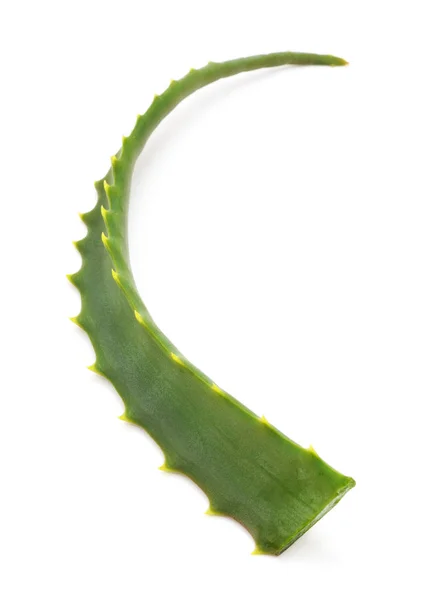 Ett blad aloe. — Stockfoto