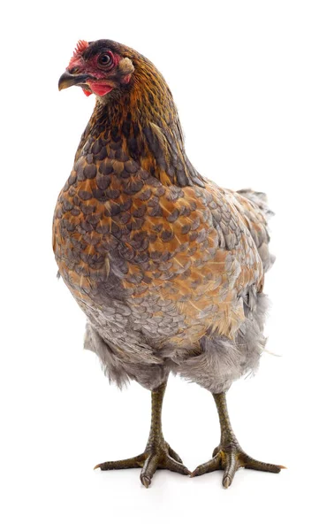 Jeden brązowy kurczaka. — Zdjęcie stockowe