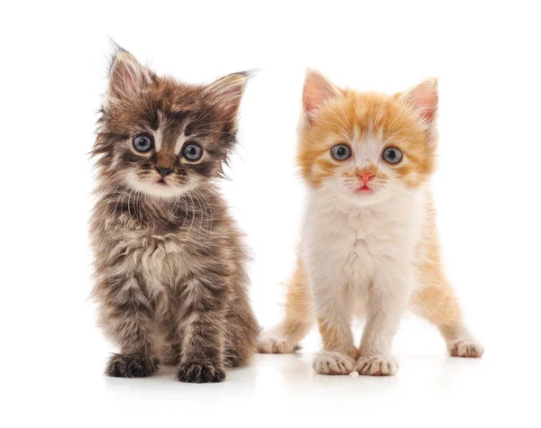 Dos gatitos pequeños . — Foto de Stock