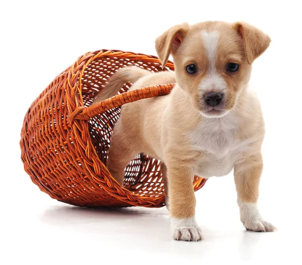 Puppy in a basket. Royalty Free Stock Images