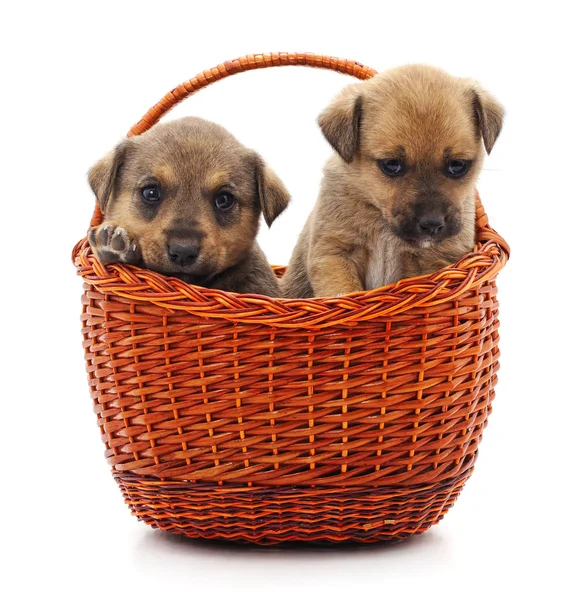 Cachorros en una cesta . — Foto de Stock